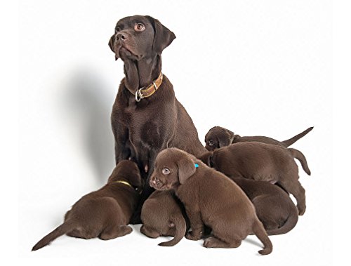 6 YOY+Nylon+Puppy+Whelping+Collars