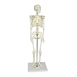 Walter Products B10202 Human Skeleton Model, Half