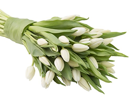 Blooms2Door 30 White Tulips (Farm-Fresh Flowers, Cut-to-Order, and Homegrown in the USA)