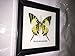 FRAMED REAL BEAUTIFUL FIVEBAR (YELLOW) SWORDTAIL BUTTERFLY DISPLAY INSECT TAXIDERMY 5