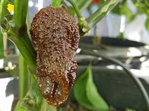 25+ Organic Hot Chocolate Bhutlah Pepper Premium Seeds-D 34