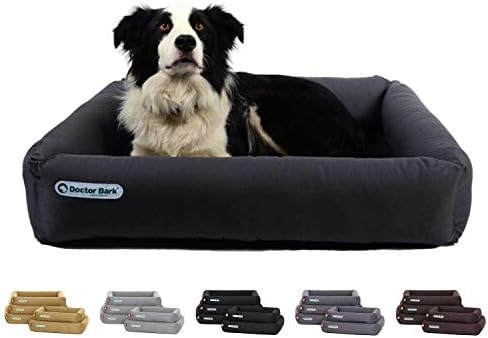 dog orthopedic doctor