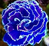 Saavyseeds Cobalt Carnation Seeds - 35 Count
