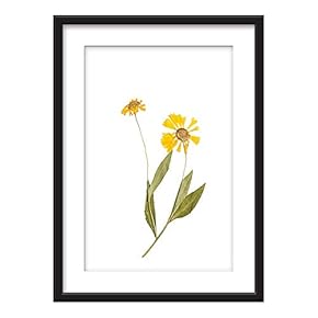 Framed Dried Plant Specimen Yellow Flower Art in...