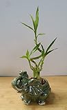 jm bamboo-Lucky Bamboo - indoor house plant bring good luck and Elephant vase good Feng Shui