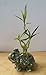 jm bamboo-Lucky Bamboo - indoor house plant bring good luck and Elephant vase good Feng Shui