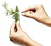 Herb Stripper & Collard Greens: Kale, Chard, Rosemary, Thyme. It Separates Leaves From The Stem For a Few Seconds, The Flick Of The Wrist. Ideal For Standard Condiments! Color - 
