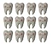 Bulk - 12 Tooth Slow Rising Teeth Squishy Stress Balls -Sensory Anxiety Dentist Doctor