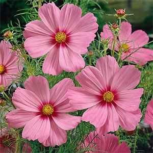 Outsidepride1000 Seeds Annual Cosmos Bipannatus Gloria Pink Cut Flower Seeds for Planting