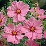 Outsidepride1000 Seeds Annual Cosmos Bipannatus Gloria Pink Cut Flower Seeds for Planting