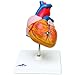3B Scientific G08 2 Part Classic Heart Model, 7.5