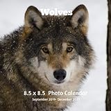 Wolves 8.5 X 8.5 Calendar September 2019 -December 2020: Monthly Calendar with U.S./UK/ Canadian/Christian/Jewish/Muslim Holidays-Wolf Animal Nature by Lynne Book Press