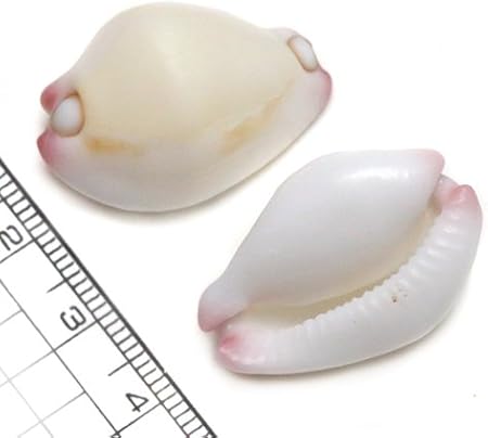 Amazon 貝殻パーツ セムシウミウサギ 生態 採集 おもちゃ