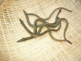 Amazon 天然 青うなぎ ３００g アクアコレクション 熱帯魚 観賞魚 通販