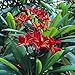 Frangipani - Plumeria Rubra Mix 6 Seeds - Temple Trees