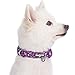 Blueberry Pet Soft & Comfy Rose Print Plum Purple Padded Adjustable Dog Collar, Large, Neck 18
