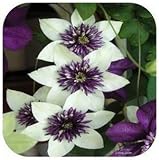 Clematis Seeds,clematis Plant Seeds,clematis - 200 Pcs (Clematis 1)