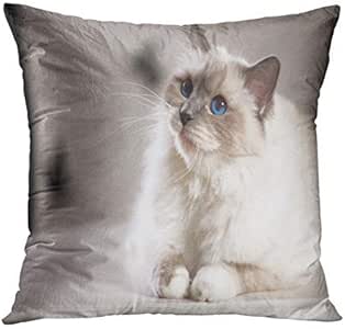 Amazon.com: MurielJerome Blue Long Sacred Birman Cat Birma ...
