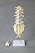 Cranstein A-319 Lumbar Spine Anatomy Model with Open Sacrum