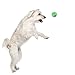 Nerf Dog Bash Ball Dog Toy with Interactive LED, Lightweight, Durable and Water Resistant, 2.5 Inches, for Small/Medium Breeds, Single Unit, Green