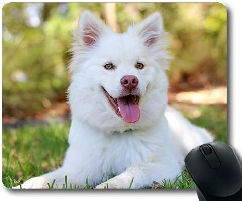 baby white retriever