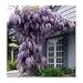 *Seeds and Things Blue Japanese Wisteria Vine 10 Seeds - Hard to Find! Stunning