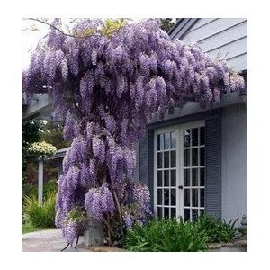 *Seeds and Things Blue Japanese Wisteria Vine 10 Seeds - Hard to Find! Stunning
