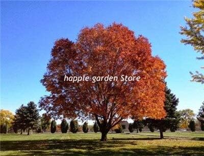 Amazon Co Jp 30個レアアッシュツリー植物トネリコキネンシス盆栽観賞用フラワーポットのための中国の落葉樹工場白ラ集 7 ホーム キッチン