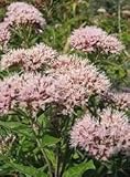 20 HEMP AGRIMONY Eupatorium Cannabinum Raspberries & Cream Flower Seeds *CombS/H