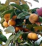 Fuyu Giant Japanese Persimmon Tree GRAFTED NO SHIPPING TO CA, AZ, AK, HI, OR or WA PER YOUR STATE LAWS