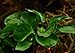 Anubias Barteri Coin Leaves Live Aquarium Plants Freshwater Rhizome 3 Days Live Guaranteed by Mainam