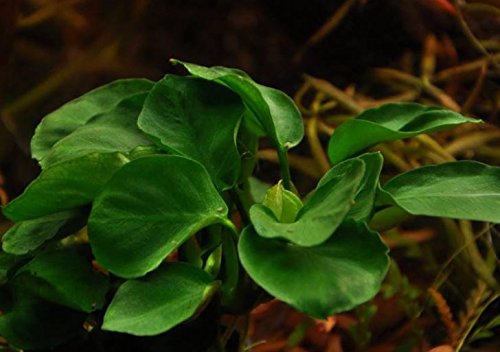 Mainam Anubias Barteri Coin Leaves Live Aquarium Plants Freshwater Rhizome 3 Days Live Guaranteed - Thumbnail 5