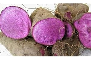 GENERIC Fresh Organic Purple Yam, Ube Dioscorea Alata, Southeast Asian Root Vegetable, 1 Pound