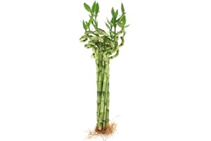 Live Lucky Bamboo 12-Inch Spiral Bamboo - Bundle of 10 Stalks - Live Indoor Plants for Home Decor, Fish Tanks and Aquariums, Arts & Crafts, and Feng Shui - NW Wholesaler