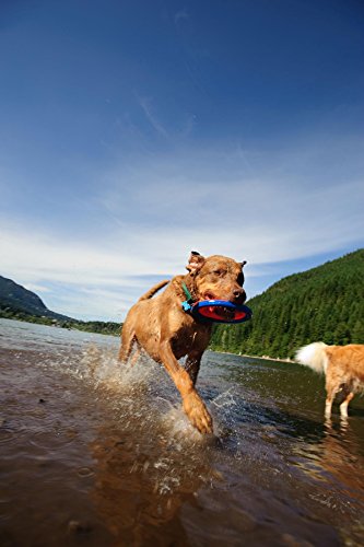 Chuckit! Zipflight Flying Disc Dog Toy, Medium (8.5