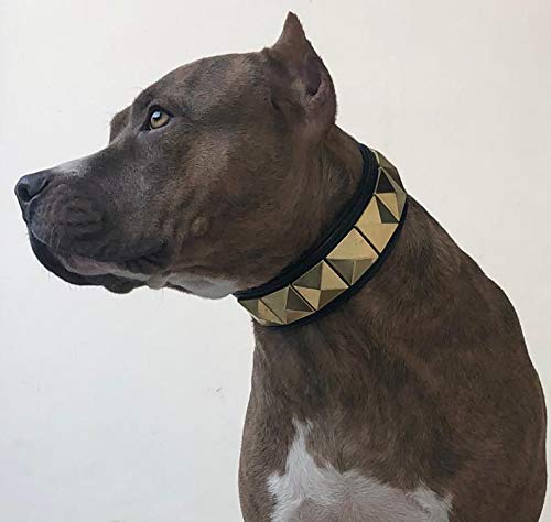 LEATHER GOLDEN PYRAMID STUDS DOG COLLAR PADDED BLACK BIG DOG COLLAR BULLY BOXER CANE CORSO (NECK SIZE 20'' INCHES TO 22'' INCHES)