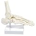 Human Foot Model on Base Stand, Articulating - Anatomical Model | White, 4.25 x 7 x 7.5 Inches