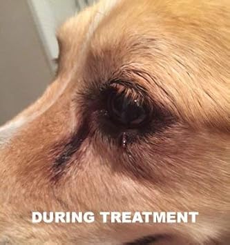 best dog wart remover