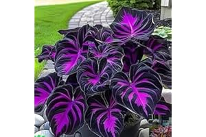 Rare Hosta Flower Seeds, Fast Growing Likes Humid Environment Unique and Beautiful Leaves Perennials Plantain Rare Lily Flowe
