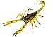 Safari Ltd  Hidden Kingdom Insects Scorpion