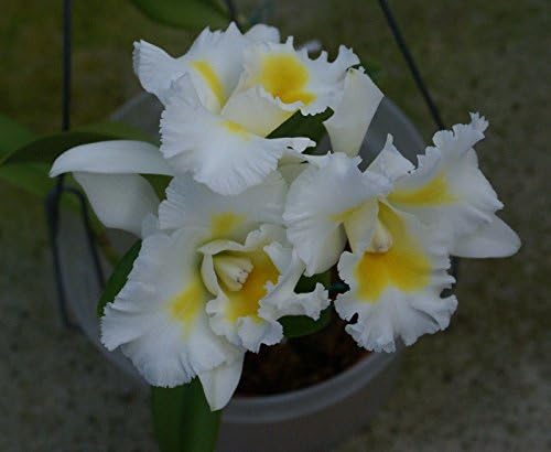 FARMERLY Las Semillas orgánicas: Bin-BC. Llamarada Amarilla Isla C ...