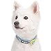 Blueberry Pet Essentials 10 Patterns Statement Funny Parrot Designer Adjustable Dog Collar, Medium, Neck 14.5
