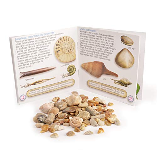 Fossil Box with Study of Fossils Booklet by Fossil Gift Shop - Thumbnail 5