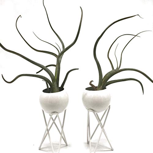 Pack of 2 Tabletop Standing Air Plant Holder Air Plant Stand Air Plant Container Xerographica Air Plant Holder Air Plant Support Tillandsia Air Plant Stand (White)