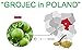 ARIO 100% Organic Green Apple Extract Powder 90g (3.17oz / 90 servings) | Poland | 10:1 Concentration