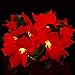 Funarty Christmas Red Poinsettia 2pcs LED Lighted Garland with Holly Leaves and Red Berries