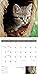 Turner Photo 2017 Curious Kittens Photo Mini Wall Calendar, 7 x 14 inches Opened (17998950004)
