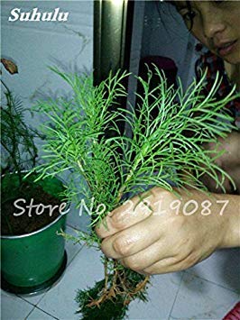 ASTONISH Seeds: 16: 100Pcs EU Fragrant Bulb Fennel Seeds Organic Vegetable Cooking SPS Anise Flavor Use in Soups, Salads, Stir-Fries 16 - Thumbnail 4