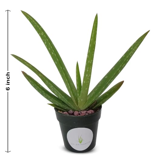 CTSAIRPLANTS Live Aloe Vera Plant 5-6 Inch Air Purifying Easy Care Succulent Houseplant in 2 Inch Pot