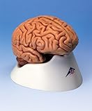 Anatomical Classic 5-Part Human Brain
